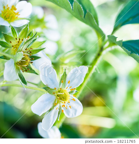 blooming strawberries blooming strawberries 18211765