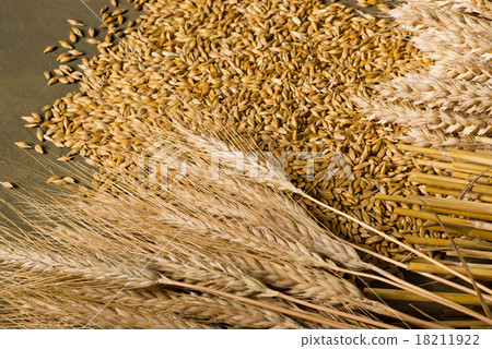 wheat and barley 18211922
