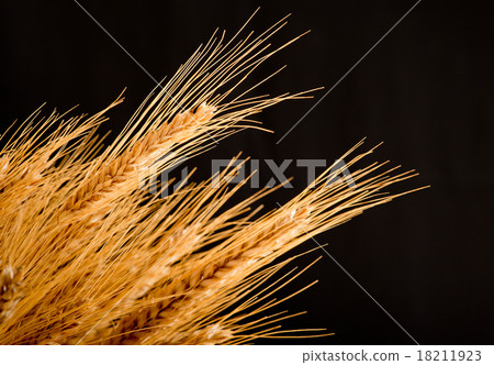 barley barley 18211923