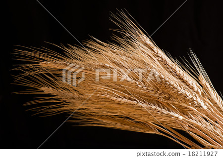 barley 18211927