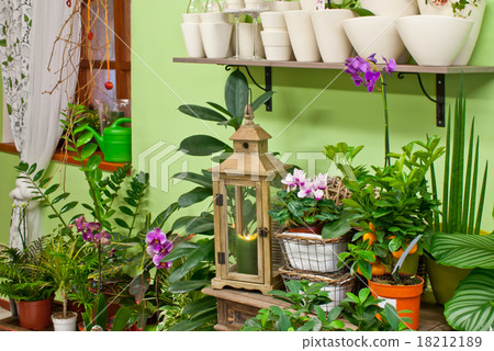 in flower shop in flower shop 18212189