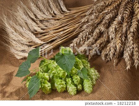 still life with hop cones 18212218