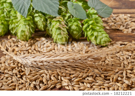 barley with hop cones barley with hop cones 18212221