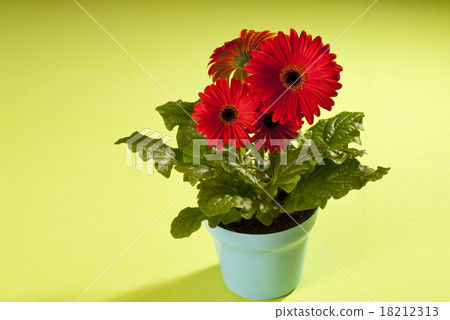 gerbera gerbera 18212313