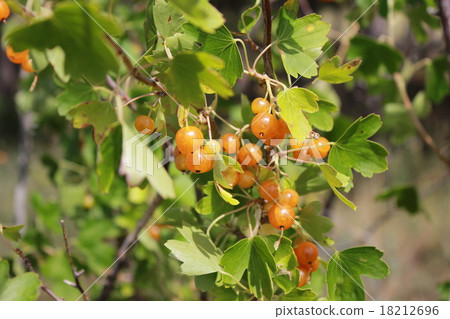 Yellow currants on bush 18495 Yellow currants on bush 18495 18212696