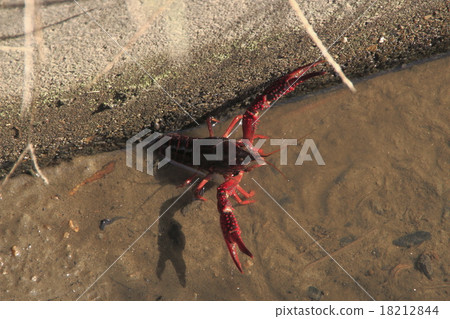 American crayfish male American crayfish male 18212844