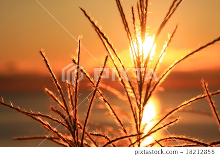 被日落照亮的古老蘇甦的耳朵 18212858