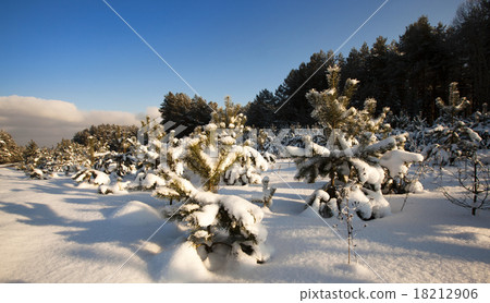 forest plantation forest plantation 18212906