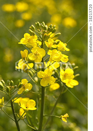 blossoming colza   18213720
