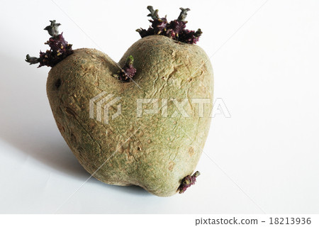 potato potato 18213936