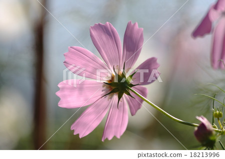 Back of Cosmos Back of Cosmos 18213996