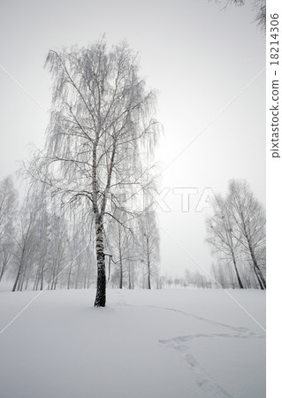 trees in the winter trees in the winter 18214306