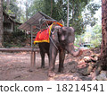 Elephant in Thailand 18214541