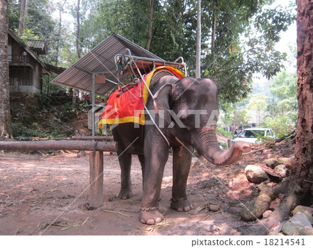 Elephant in Thailand Elephant in Thailand 18214541
