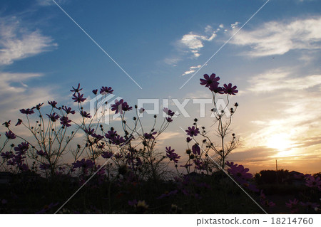 Sunset and Cosmos 1 18214760