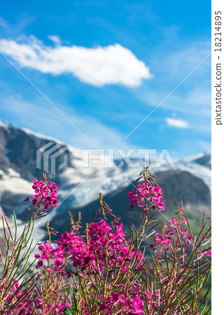 Swiss Apls with wild pink flowers Swiss Apls with wild pink flowers 18214895