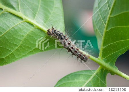 Caterpillar on a leaf 18215308