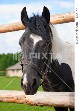 horse in your corral horse in your corral 18215309