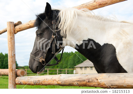 horse in your corral 18215313