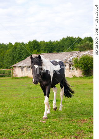 Beautiful horse walking at the field 18215314