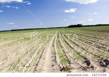 agricultural field  18215508