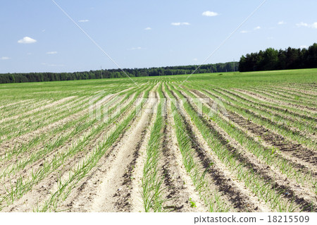 agricultural field agricultural field 18215509