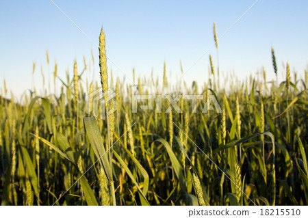 agriculture agriculture 18215510
