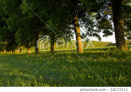 trees in  summer  18215511