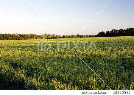 green unripe grains 18215522