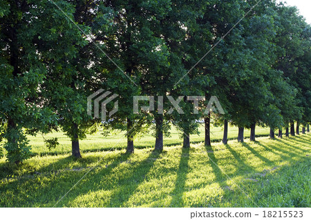trees in summer trees in summer 18215523