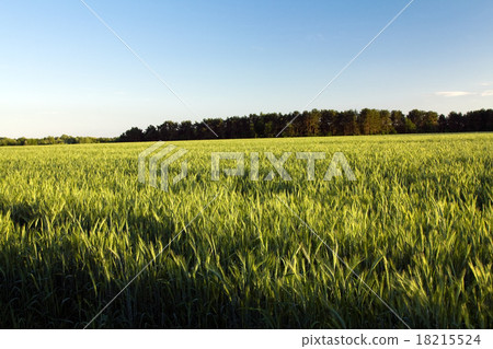 wheat wheat 18215524