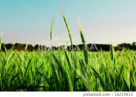 green unripe grains green unripe grains 18215613