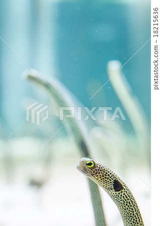 Chinese eel Chinese eel 18215636