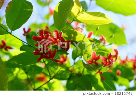 十月熱帶植物Shikensi·Shikonsi家族20 18215742
