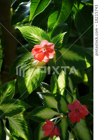 十月熱帶植物新幾內亞鳳仙花·薔薇科03 18215743