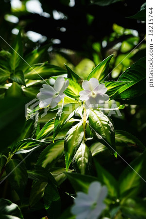 十月熱帶植物新幾內亞鳳仙花·三葉草屬植物04 18215744