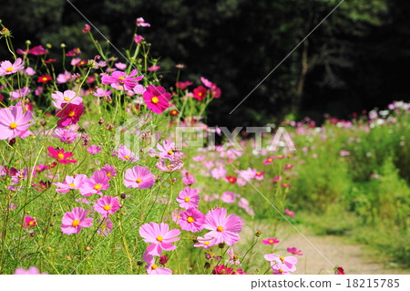 十月花宇宙·菊科271 Kurahama Flower Country 18215785