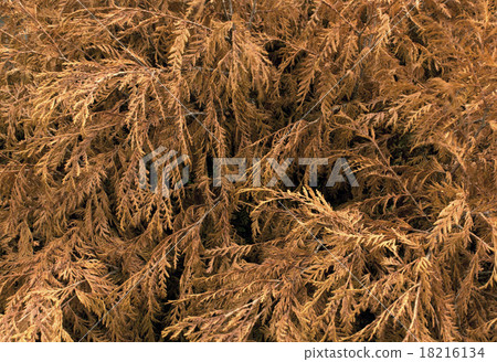 Dry thuja texture. 18216134