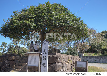 合理的山茶花山茶花 18216613