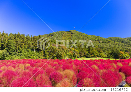 Blue Sky and Kokia 18216732