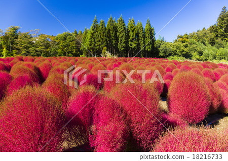 Aozora和Horakisa 18216733