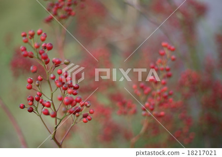 Kurobe-shi, Toyama Prefecture Wild Southwest Kurobe-shi, Toyama Prefecture Wild Southwest 18217021