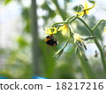 大黃蜂　 18217216