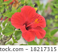 Hibiscus 18217315