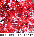 Autumn leaves 18217316