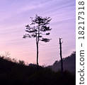 One tree of evening 18217318