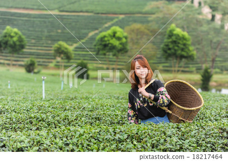 Asia Woman picking tea leaves in a tea plantation 18217464