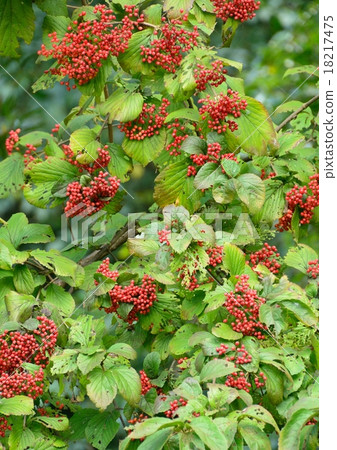 Garb's red fruit Garb's red fruit 18217475