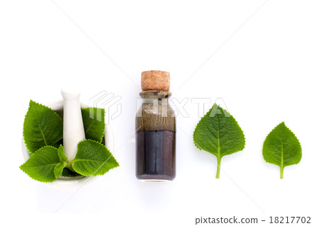 Country Borage,Indian Borage. 18217702