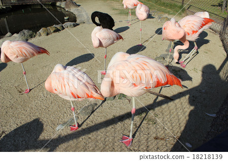 一群休息的火烈鳥(山間地獄)/ 6套Miyuki Miyuki 一群休息的火烈鳥(山間地獄)/ 6套Miyuki Miyuki 18218139